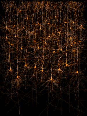 neurons